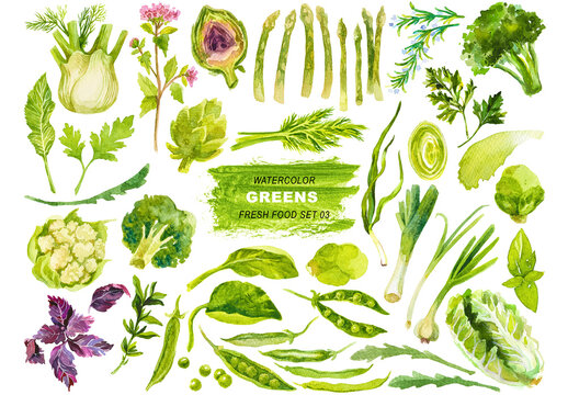 Watercolor painted collection of green vegetables. Hand drawn fresh food design elements isolated on transparent background.