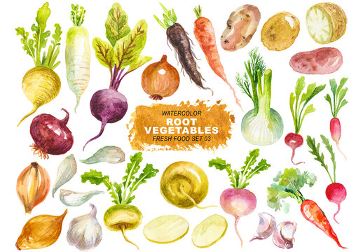 Watercolor painted collection of root vegetables. Hand drawn fresh food design elements isolated on transparent background.