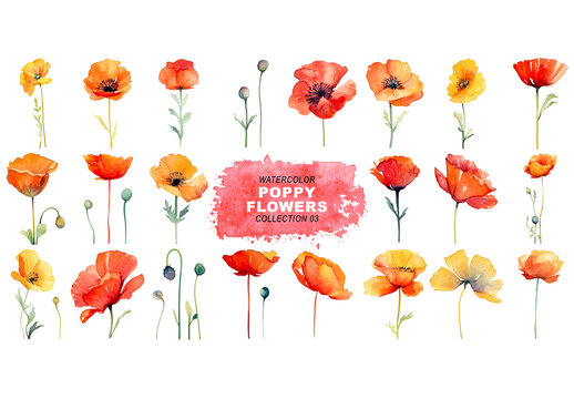 Watercolor painted style - poppy flowers clipart isolated on transparent background. Created using Generative AI.