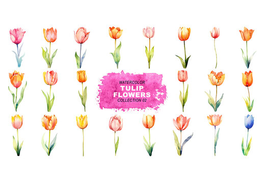 Watercolor painted style - tulip flowers clipart isolated on transparent background. Created using Generative AI.