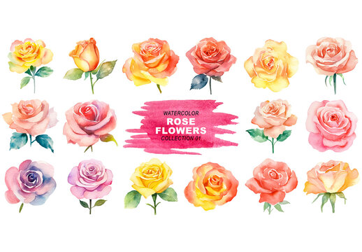 Watercolor painted style - rose flowers clipart isolated on transparent background. Created using Generative AI.