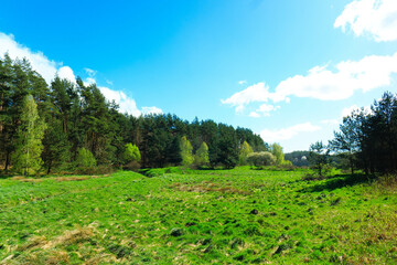 Wild, green meadow in forest. Kashubia Poland.