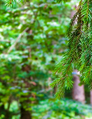 Forest background. Close-up of spruce branches.
