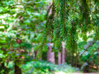 Forest background. Close-up of spruce branches.