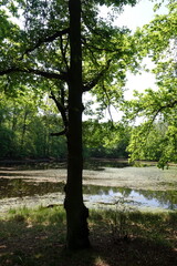 Teich bei Patershausen