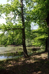 Obraz premium Teich bei Patershausen