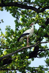 Storch auf einem Baum