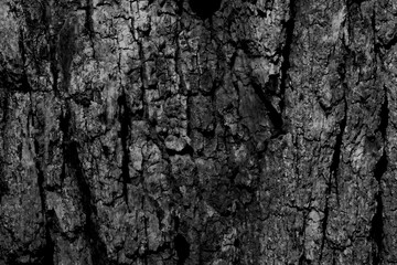 Tree bark black and white