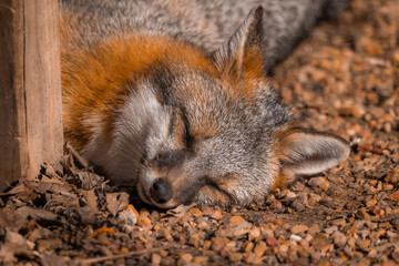 Sleeping fox