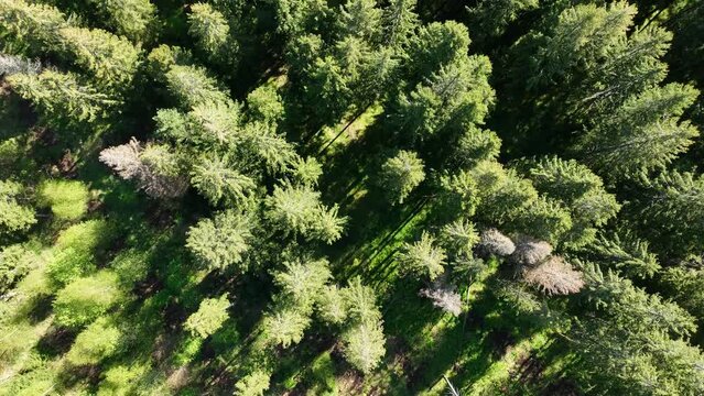 Vid&eacute;o drone vol au-dessus d'une for&ecirc;t de sapins. Nature et paysage sauvage, effet graphique pour illustration