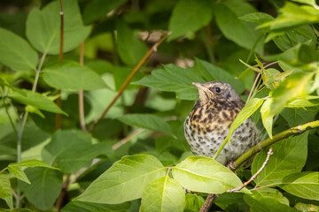 A young fieldfare sits on the branch between green leaves and looks toward the camera lens. A fieldfare chick sits on the green branch between green leaves on a spring evening.