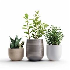 Magnificent Planters isolated on white background 
