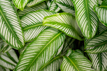 tropical leaves foliage, pinstripe calathea, backgrounds textures wallpaper pattern, organic botanical nature natural environment, garden gardening landscaping design