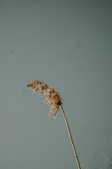 seed head