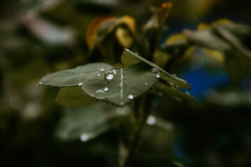 water drops on a leaf