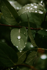 rain drops on a leaf