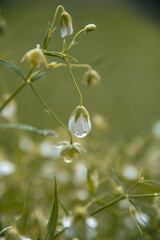water drops on a branch
