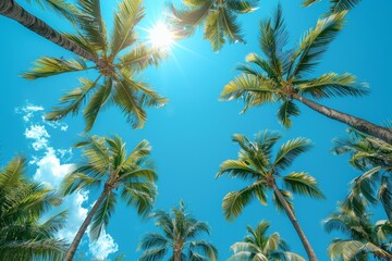 Clear blue sky visible through the sun-kissed fronds of towering palm trees, creating a refreshing tropical ambience