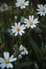 white flowers