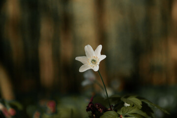 flowers in the garden