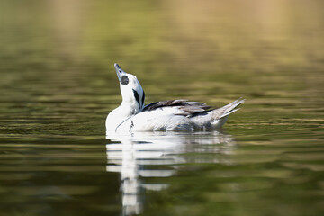 Smew - Mergellus albellus male swimming in water with colorful background. Photo from Lubusz Voivodeship in Poland.	