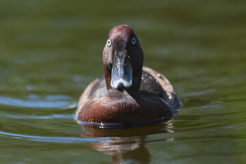 Ferruginous duck, ferruginous pochard, common white-eye or white-eyed pochard - Aythya nyroca swimming in water. Photo from Lubusz Voivodeship in Poland.	