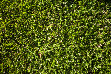 Green grass fresh garden and sunlight natural background