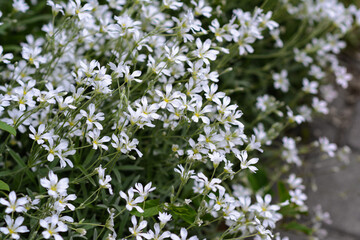 Chickweed, yaskolka in the summer garden. Decorative flowering plant. White flowers in the...