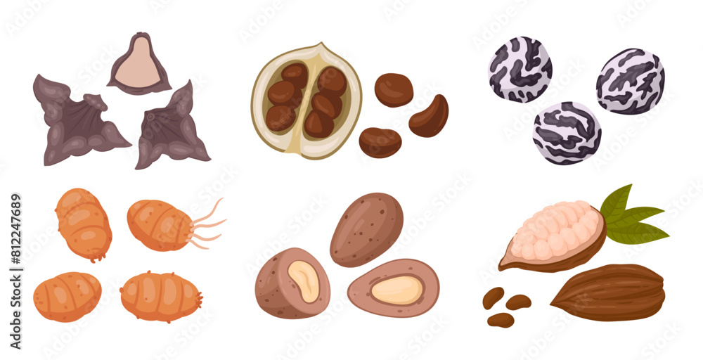 Wall mural Exotic nuts. Cartoon organic raw water chestnut, chufa nuts and black nut, tasty snacks for vegetarian diet flat vector illustration set. Nuts collection on white - Wall murals