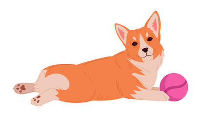 Cute corgi with ball. Purebred resting corgi pet in relax pose, domestic pedigree puppy flat vector illustration. Cartoon happy corgi dog