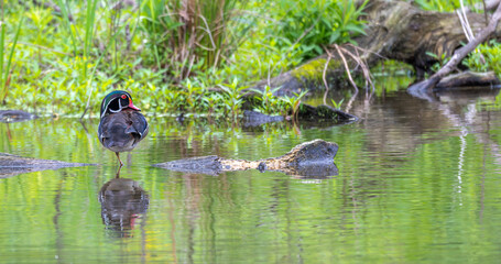 Fototapeta premium Male wood duck perched on a fallen log in a lake in spring.