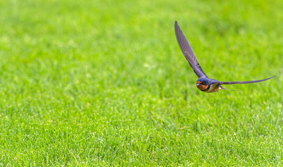 Closeup of a barn swallow in flight.