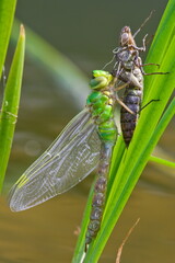 Dragonfly Aeshna mixta aka Migrant Hawker dragonfly is emerging from a nymph in a garden pond.