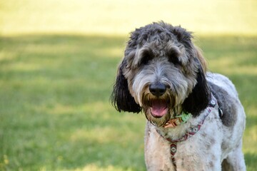 Bernedoodle dog outside panting