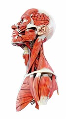 3D realistic illustration of the neck muscular system on a white background. Human muscles, medical illustration.