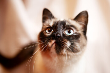 Beautiful, very cute face of a Siamese cat, on a beige background.