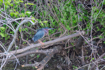 Closeup of a green heron in summer.