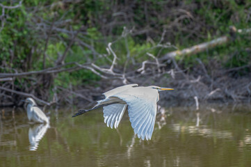 White heron, or great egret, in summer.