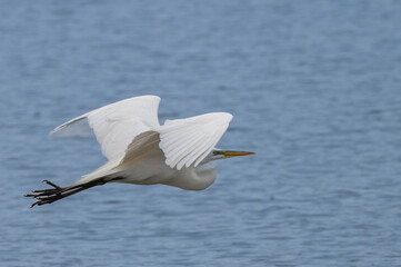 White heron, or great egret, in summer.