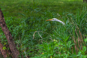 Great egret, white heron, in summer.