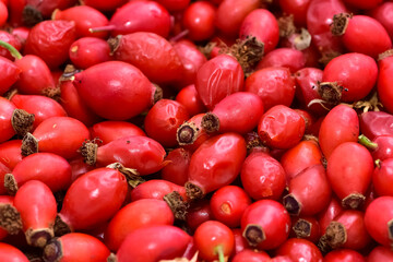 healing wild red fruits. rosehip photos.
