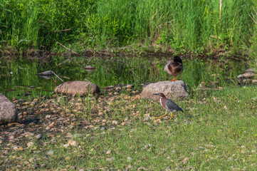 Green heron walks past a mallard duck near a lake in spring.