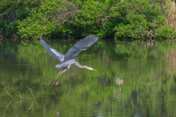 Closeup of a great blue heron.