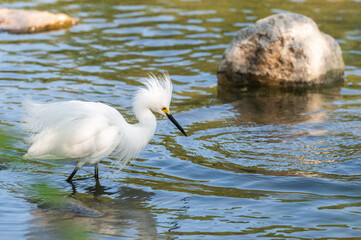 Closeup of a snowy egret wading at the shallow shore of a lake in summer.