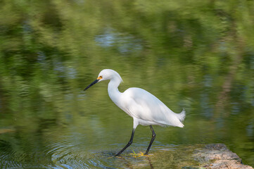Closeup of a snowy egret wading at the shallow shore of a lake in summer.