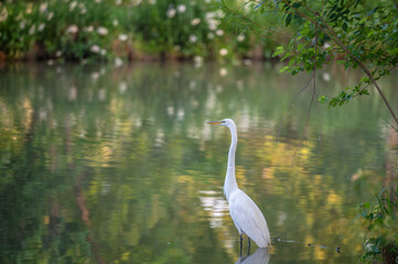 Great egret, or white heron, wading in a shallow lake in summer.