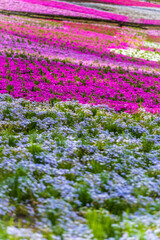 芝桜の綺麗な絨毯