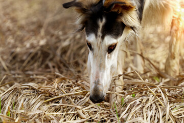 The muzzle of a Russian greyhound dog, close-up, sniffs out something in the dry grass.