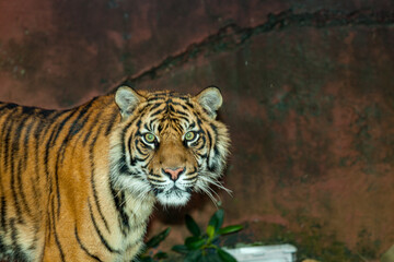 elegant animal the tiger