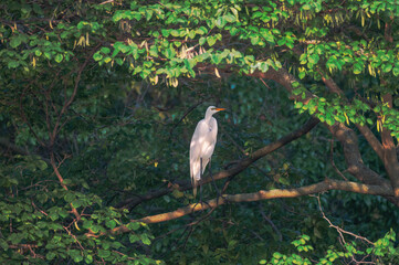White heron, or great egret, in summer.